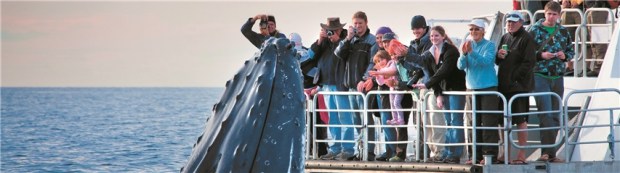 Picture from herveybaywhalefestival.com.au